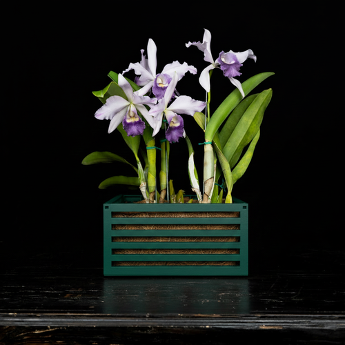 10" Deep Green Slotted Planter with Orchid