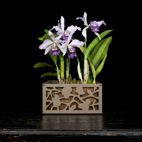 10" Light Sand planter with orchid