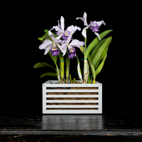 Classic White Slotted Planter with Orchid