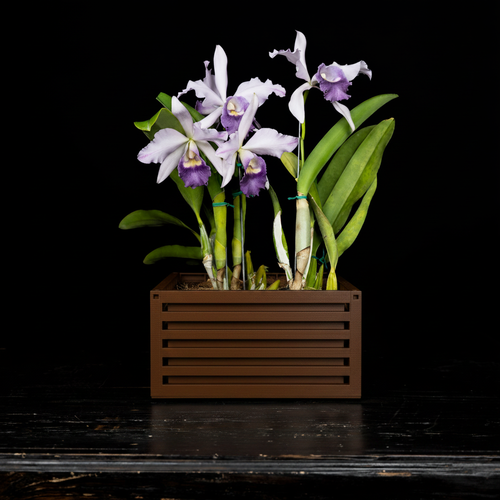 Earth Brown Slotted Planter with Orchid
