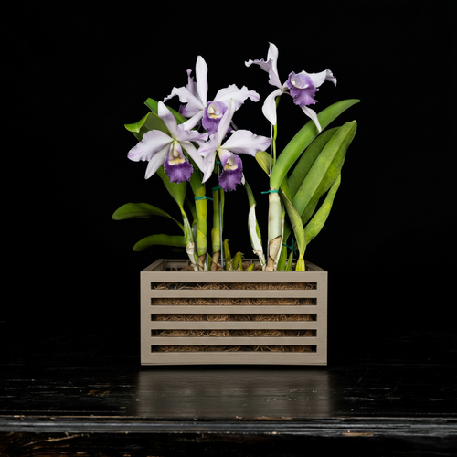 Light Sand Slotted Planter with Orchid